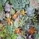 15 Large pieces of Succulent Cuttings. Perfect to make you own Wedding Centerpiece, Bridal Bouquet, Cake Topping, Place Setting etc