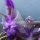 Regal Purple Star Venetian Ostrich Feather Mask for Wedding Masquerade 5D7A SKU: 6E41