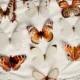 Frosted Paper Butterfly decorations (box of 10) Brown and cream Mix