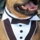 Dog Tuxedo, Dog Wedding Attire, Pet Wedding Clothes, Tuxedo Dog Collar, Black and White Tuxedo, Boy Wedding Clothes