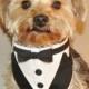 Dog Tuxedo, Dog Wedding Attire, Black and White Wedding Tuxedo, Formal Wedding Collar for and size Pets