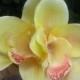 Hawaiian Yellow  Two Orchids hair flower clip - weddings-