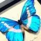 Wedding Day Gift Real Framed Blue Morpho Helena Butterfly 907