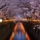 Cherry Blossom @ Meguro River