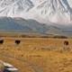 Cattle Graze In Pastures Below Mount