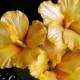Gum Paste Hawaiian Hibiscus Cake Decorations Yellow Gumpaste