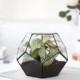 Terrarium Geometric glass, Terrarium container, Geometric planter, dodecahedron, Indoor planters, Modern terrarium  (S10)