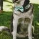 Pale Mint Dog Collar with Removable Layered Bow Tie