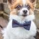 Gray Suit Dog Bow Tie - Optional Matching Dog Collar Dog Leash