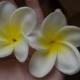 Natural Real Touch Artificial Not Silk White-Yellow frangipani Plumerias flower heads for cake decoration and wedding bouquets