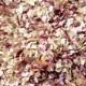 Vintage Pink Gold Confetti Biodegradable Tissue Paper Throwing InsideMyNest (25 Guests)