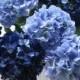 10 pcs Silk Hydrangea Navy Blue Wedding Flowers Tall Wedding Table Centerpieces, Home Decor, Artificial Hydrangea