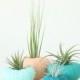 Teeny Tiny Air Plant Urchin Planter Set with Air Plants  -  Peach, Teal, Aqua, Greens, Blues, Apricot