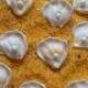 Royal icing oyster shells with pearls  -- Edible handmade cake decorations cupcake toppers (12 pieces)