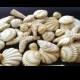 20 Piece Edible Gum Paste Seashells
