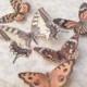Hand cut silk butterfly hair clips with Swarovski crystal - Set 5 Autumnal browns and coppers