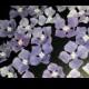 52 Edible HYDRANGEA Flowers / any color / Gum Paste / fondant /sugar flower / cake or cupcake decoration or toppers