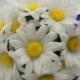 White Shasta Daisy Wedding Bouquet, Marguerites Flower Posy, Bridesmaid Gift and Decoration