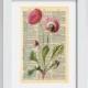 Pink Daisy Print,Printable Art,Daisy Flower, Daisy Print, Vintage Art Print, Flower Print, Floral Art, Minimalist Print, Vintage Botanical,