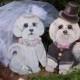 Life Size Dog Bride Groom Wedding Yard Art. Hand made Life Size Your dogs or cats hand painted to look like your wedding.