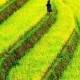 17 Unbelivably Photos Of Rice Fields. Stunning No. #15