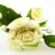 Bridal hair flower - ivory Austin rose, bridal flowers hair, wedding hair flowers, bridal hair pin, hair clay flower, bridal hair accessory