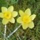 Daffodil Hair Pins, Daffodil Bobby Pins, Flower Hair Accessories, Flower Bobby Pins, Spring Wedding, Yellow Flowergirl Accessories, D07
