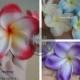 7 colors! Natural Real Touch White/Blue Artificial Silk frangipani Plumerias flower heads for cake decoration