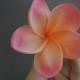 Light Coral frangipani Plumerias Natural Real Touch Flowers Flower heads for cake decoration and wedding bouquets