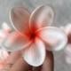 Coral Center Plumerias Natural Real Touch Flowers frangipani heads for cake Toppers, Wedding Decorations
