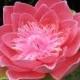 Fuschia Lotus hair flower clip - Wedding - Hawaiian -