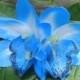 Hawaiian Turquoise Two Orchids hair flower clip - weddings-