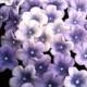 5 Petal Gumpaste Blossoms Different Shades of Purple Gum Paste
