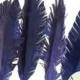 Wafer paper feathers for cake decorating, wedding cake toppers, 5 feathers per listing