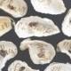 Oyster Shell Place Cards, 25 natural 3-6 inch Oyster Shells for use as Escort Card, Place Card, Wedding Favor, Beach Wedding