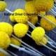 Craspedia 12 short stem -Billy Balls-Billy Buttons-Dried Yellow Wedding Flowers-Bundle of 12