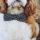 Cavalier King Charles Spaniel – Graceful And Affectionate