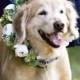 Dogs As Wedding Guests 