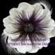 Bohemian Bridal Hair Flower, Wedding Hair Clip, Feather Fascinator - Purple Indigo Shimmer Anemone Feather Flower - Black Rhinestone