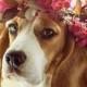 Beagle – Friendly And Curious
