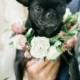 Paws For A Cause: Celebrate Puppy Love With Toast   Finn's Wedding