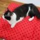 CAT BED, dog beds, pet beds, cat mat