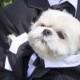 Pet Friendly Weddings: Including Pets In Big Day Plans