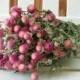 DRIED FLOWERS bi-colored Lovely Rose pink / cream color Globe Amaranth Flowers gomphrena flower bunch, Prim, Wedding, Shabby cottage floral