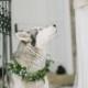 WEDDING DOGS - Wedding Therapy