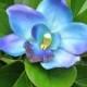 Hawaiian Purple - Blue  Orchid hair flower clip - Wedding-