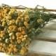TANSY Dried Flowers Gold Deep Yellow Country flower bunch Prim dried bouquet floral Rustic Decor Wedding Flowers Dried Flower bunch Shabby