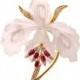 Diamond Ruby Gold Floral Rock Crystal Orchid Lapel Brooch