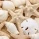 Seashells Cake Topper Sugar Paste Realistic in Natural Ivory- Set of 16