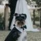 Wedding Pets